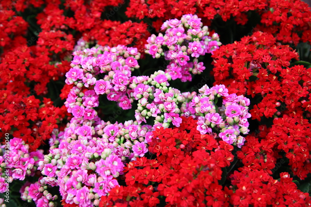 Brilliant red and pink colored blooms of Flaming Katy, Christmas Kalanchoe