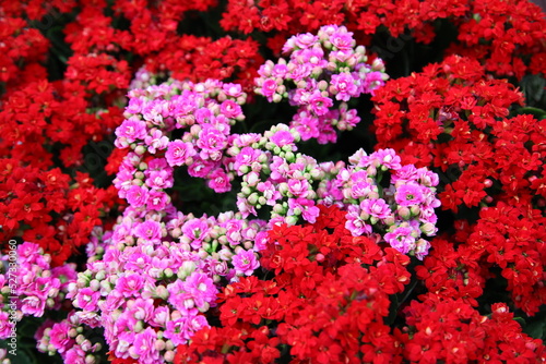Brilliant red and pink colored blooms of Flaming Katy, Christmas Kalanchoe