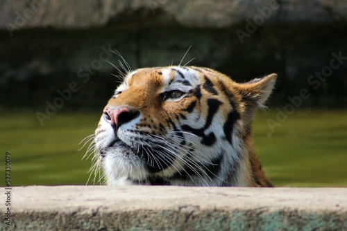 Il riposo della tigre siberiana a Zoom, Torino (Italy)