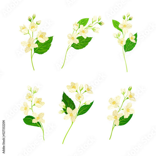 Jasmine Plant Species on Stem with White Fragrant Flowers Vector Set