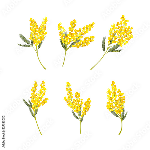 Silver Wattle or Mimosa with Bipinnate Leaves and Yellow Racemose Inflorescences Vector Set