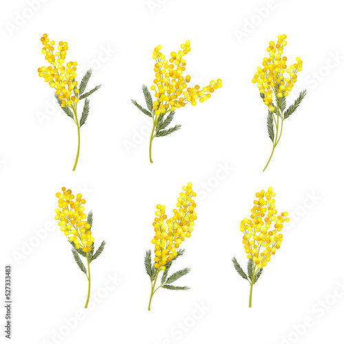 Silver Wattle or Mimosa with Bipinnate Leaves and Yellow Racemose Inflorescences Vector Set