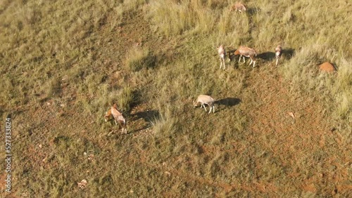 Aerial drone footage of a nyala antelope herd with babies