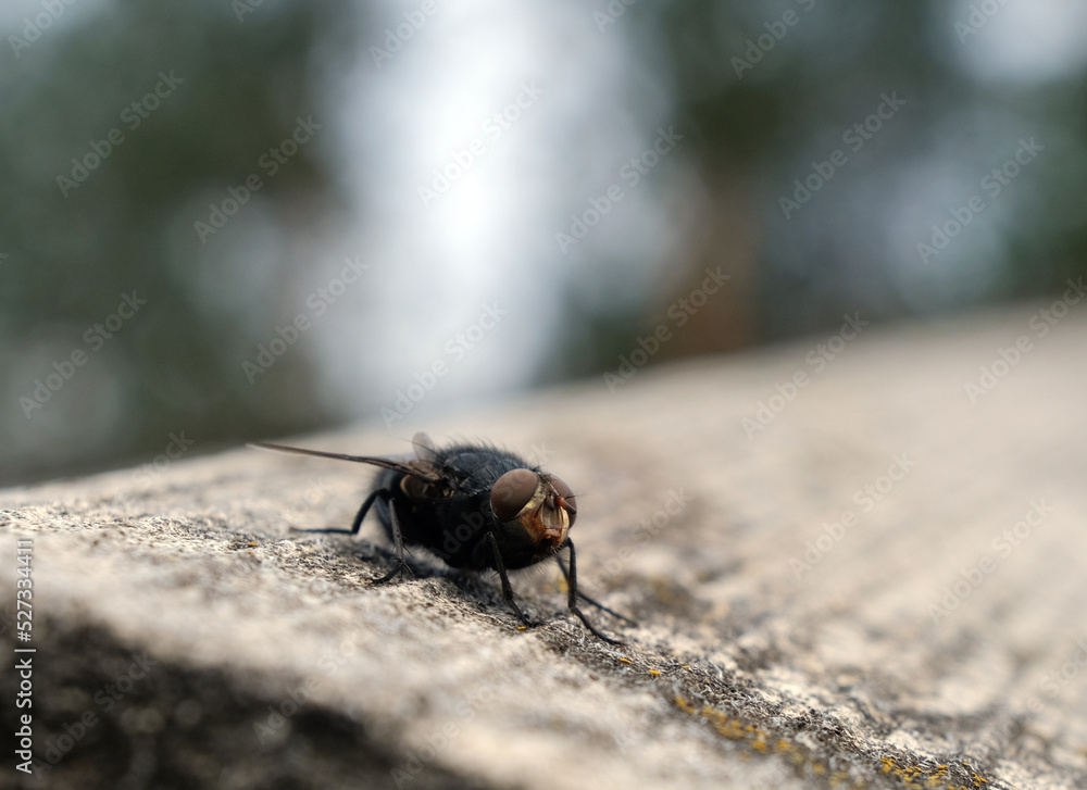 Adult House Fly of the species Musca domestica Adult House Fly of the species Musca domestica