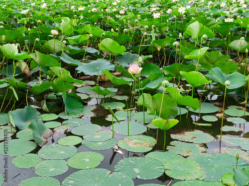 Lotuses in the lake. Lotuses in the Krasnodar Territory.