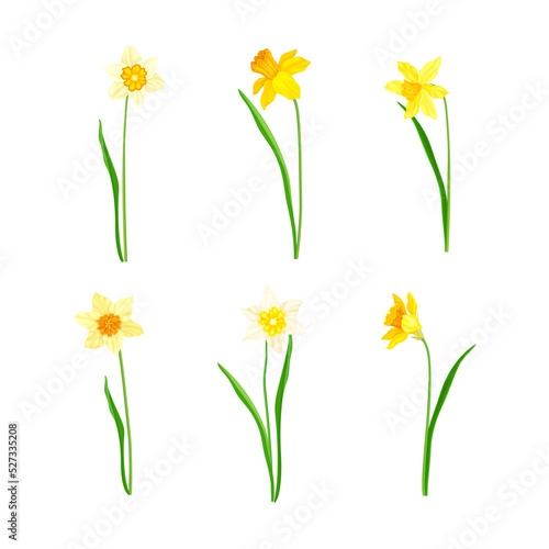 Narcissus as Spring Flowering Perennial Plant with White and Yellow Flowers and Flower Stem Vector Set