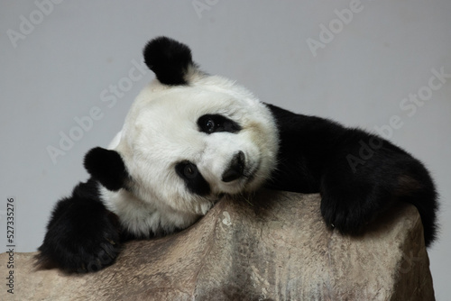 Portrait of Sweet Panda in Thailand