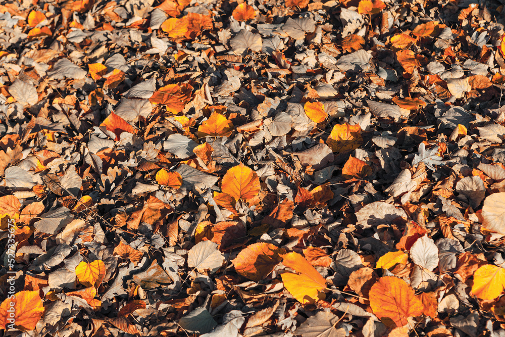 Autumn foliage background . Dry and yellow leaves on the ground Autumn foliage background . Dry and yellow leaves on the ground