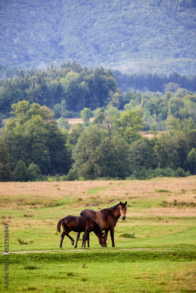image of horses at liberty in the mountains in Romania