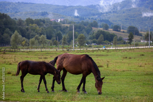 image of horses at liberty in the mountains in Romania