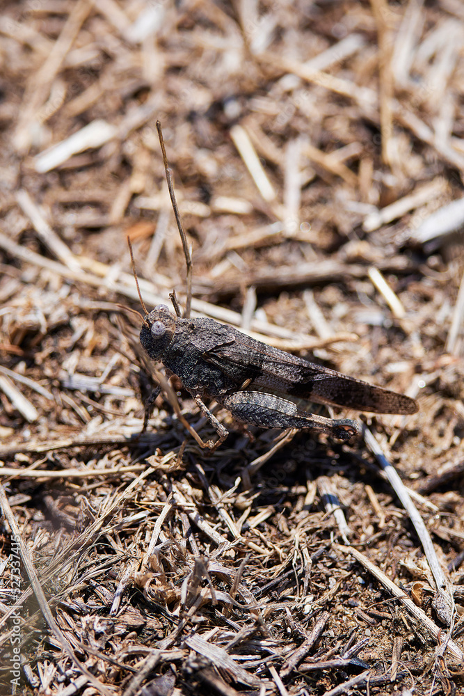 the grasshopper that camouflages itself in the ground the grasshopper that camouflages itself in the ground