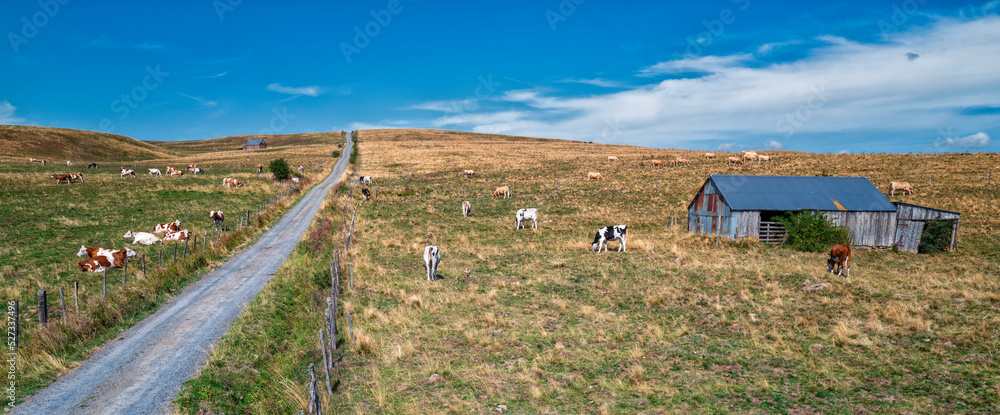 Fototapeta premium été très chaud et sec en région Auvergne