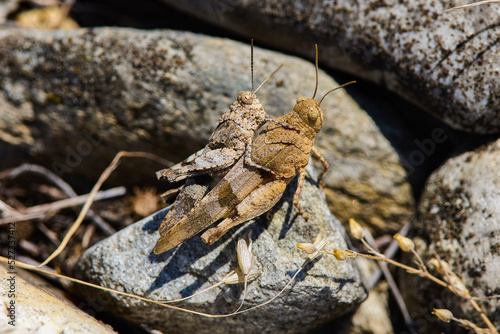 the grasshopper that camouflages itself in the ground