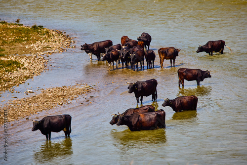 a group of cows near a river in the Danube Delta