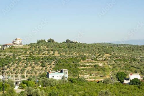 olive mountain and field with far snow mountain.