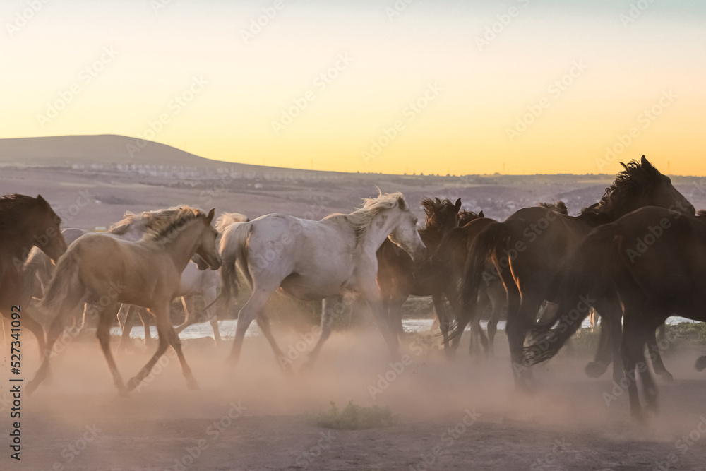 herd of horses on the pasture