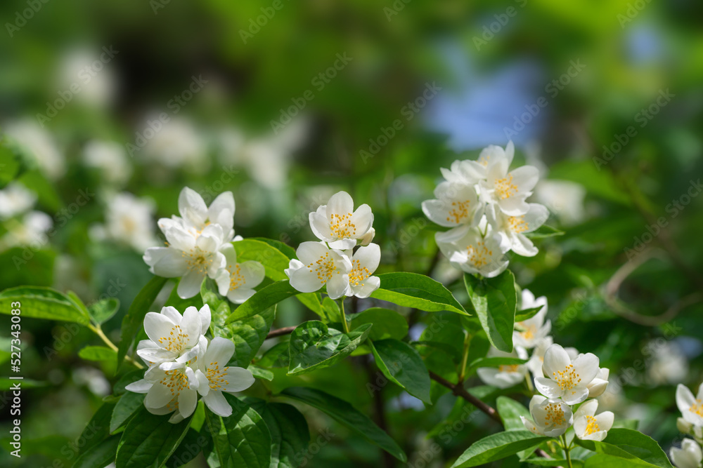 Jasmine flowers. Close up of jasmine flowers in a garden. Jasmine flowers. Close up of jasmine flowers in a garden.