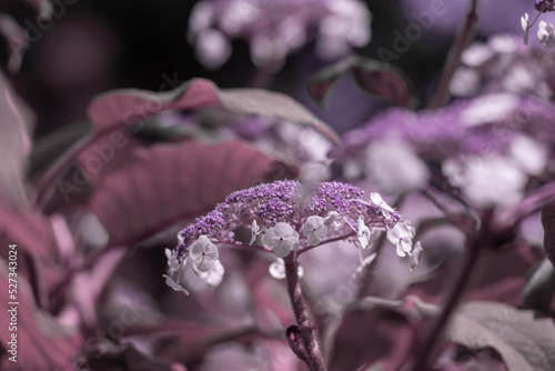 Closeup of flowerhead of Hydrangea strigosa in a garden in summer.
