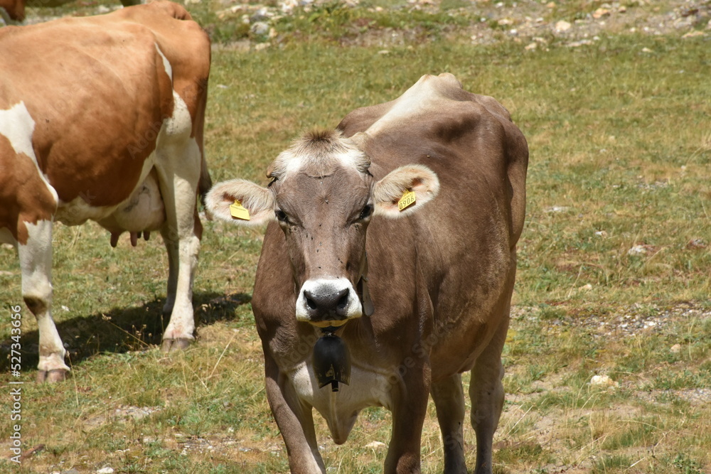 mucca
cow