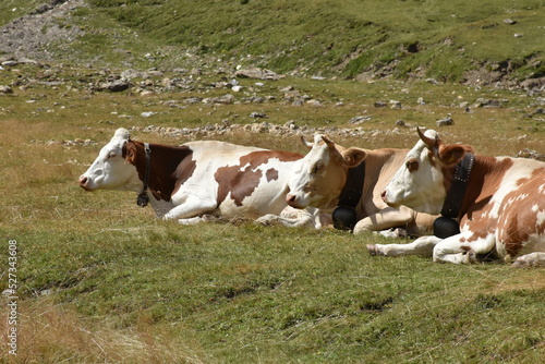 mucche sdraiate sull' erba cow set on grass © luke