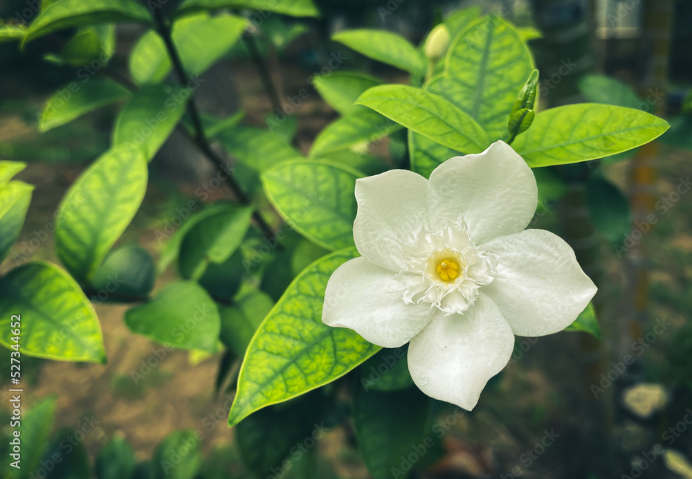 Five-petaled white jasmine flowers are blooming,white color,small five petals with yellow pollen Five-petaled white jasmine flowers are blooming,white color,small five petals with yellow pollen