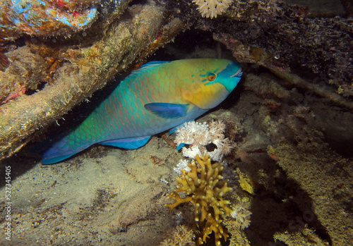 Parrotfish in Red Seal, Egypt, underwater photograph