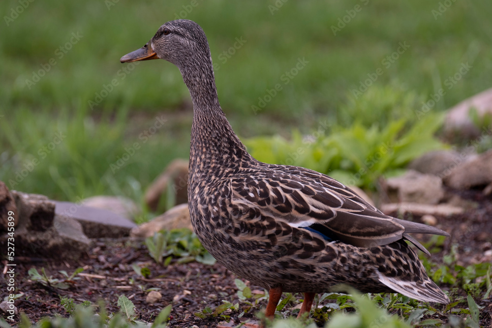 Wisconsin Mallard Duck Wisconsin Mallard Duck