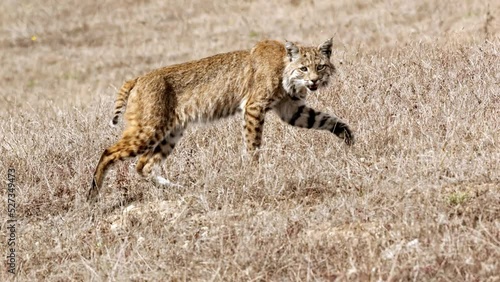 Wide shot of a bobcat walking across a dry field photo