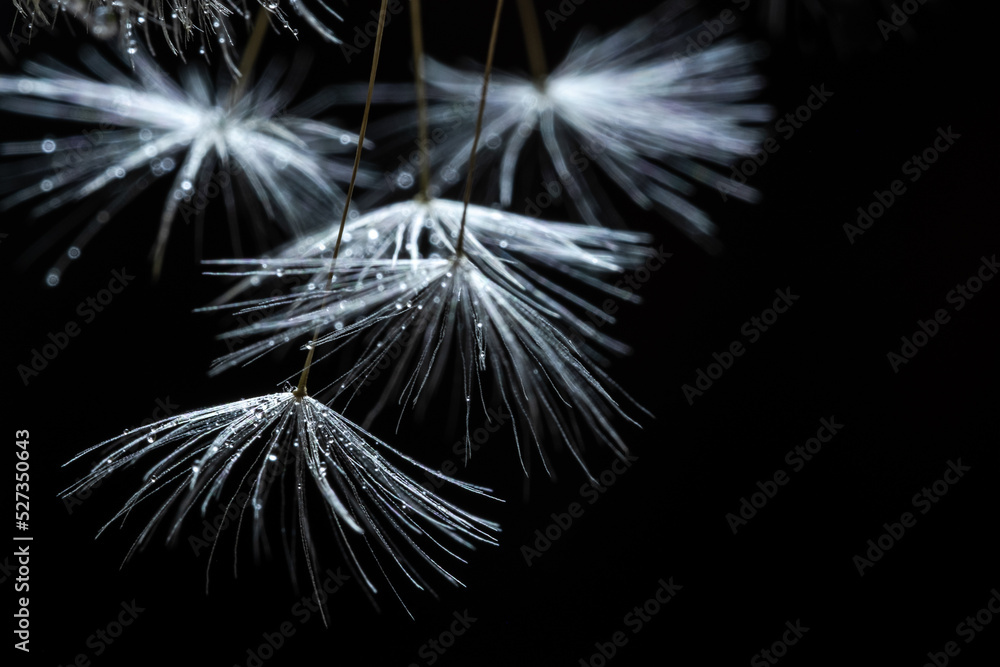 Naklejka premium Pusteblumen-Detail im Lichtspot mit schwarzem Hintergrund