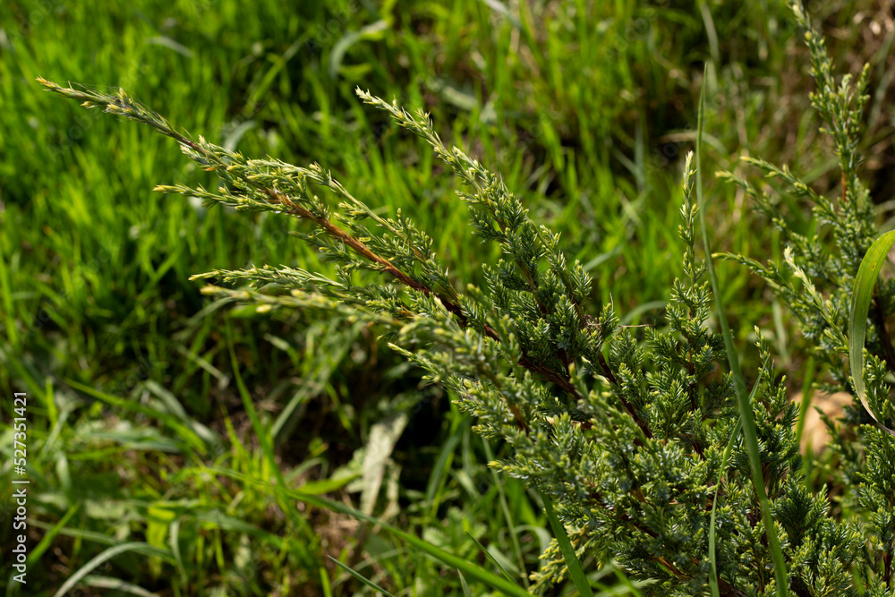 Green coniferous branch on blurred grass background, horizontal photo. Organic nature, evergreen plant, outdoor. Many little cones, warm colors, summer season