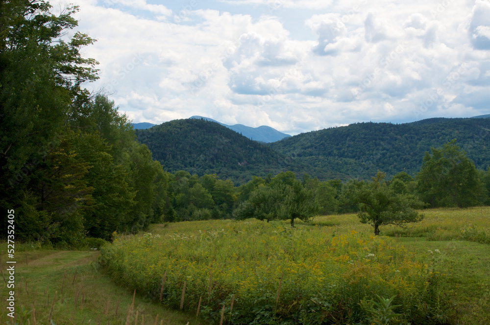 A beautiful meadow overgrown with wildflowers beside a path running along the edge of the forest with the Adirondacks Mountain range in the background under a cloud filled sky, with copy space.