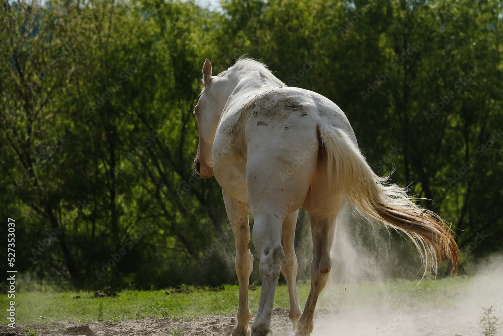 Young white horse standing after dust bath in summer Texas pasture. Young white horse standing after dust bath in summer Texas pasture.