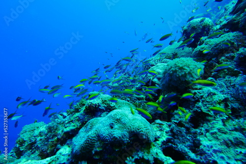 Scuba diving with Manta ray in Yap  Micronesia   Federated States of Micronesia   