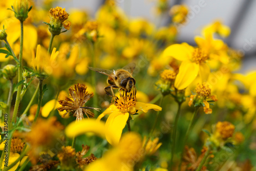 A bee drinks nectar from flowers in a flower bed, an insect © hannamartysheva