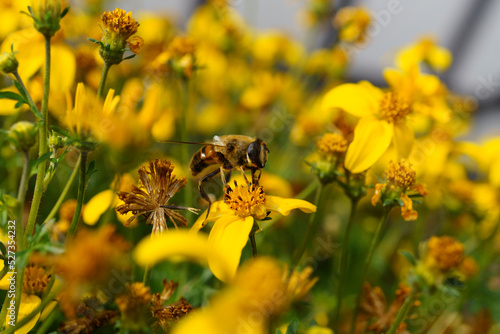 A bee drinks nectar from flowers in a flower bed, an insect
