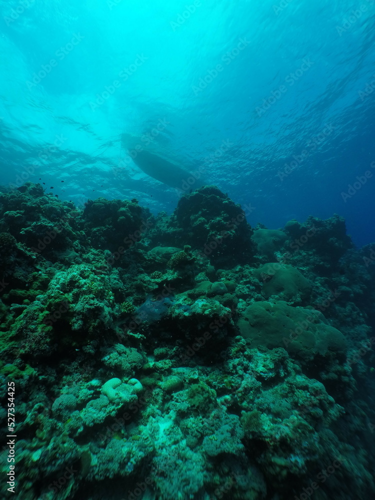 Scuba diving with Manta ray in Yap, Micronesia（Federated States of Micronesia）