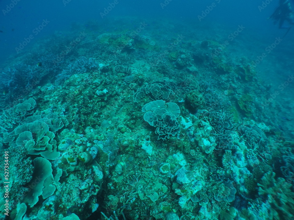 Scuba diving with Manta ray in Yap, Micronesia(Federated States of Micronesia) Scuba diving with Manta ray in Yap, Micronesia(Federated States of Micronesia)