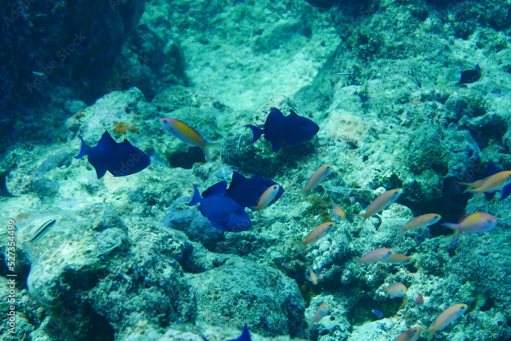 Scuba diving with Manta ray in Yap, Micronesia(Federated States of Micronesia) Scuba diving with Manta ray in Yap, Micronesia(Federated States of Micronesia)