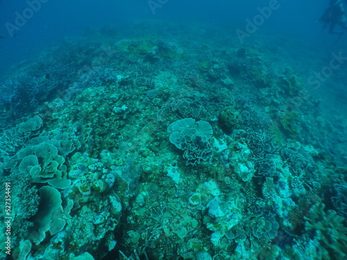 Scuba diving with Manta ray in Yap  Micronesia   Federated States of Micronesia   