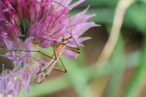 True crane - fly or cranefly close up. Mosquito against a wall photo
