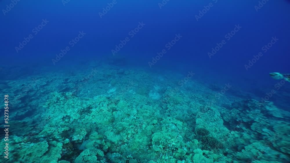 Scuba diving with Manta ray in Yap, Micronesia(Federated States of Micronesia) Scuba diving with Manta ray in Yap, Micronesia(Federated States of Micronesia)