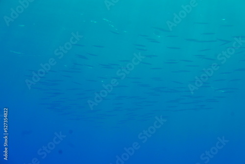 Scuba diving with Manta ray in Yap, Micronesia（Federated States of Micronesia） © Optimistic Fish