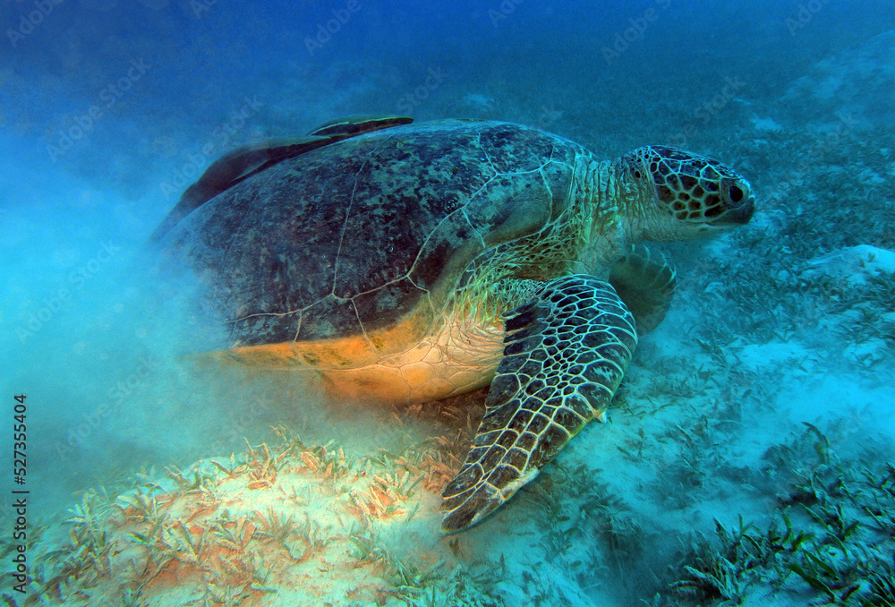 Fototapeta premium Green Sea Turtle, Marsa Mubarak, Marsa Alam area, Egypt, underwater photograph 