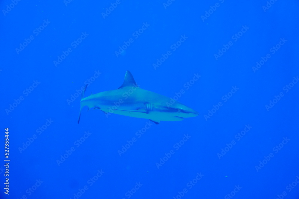 Scuba diving with Manta ray in Yap, Micronesia(Federated States of Micronesia) Scuba diving with Manta ray in Yap, Micronesia(Federated States of Micronesia)