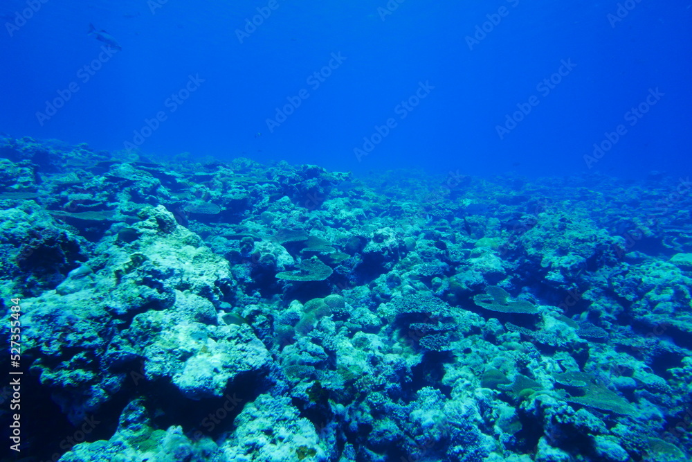 Scuba diving with Manta ray in Yap, Micronesia(Federated States of Micronesia) Scuba diving with Manta ray in Yap, Micronesia(Federated States of Micronesia)