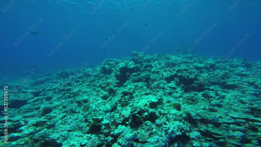 Scuba diving with Manta ray in Yap, Micronesia(Federated States of Micronesia) Scuba diving with Manta ray in Yap, Micronesia(Federated States of Micronesia)