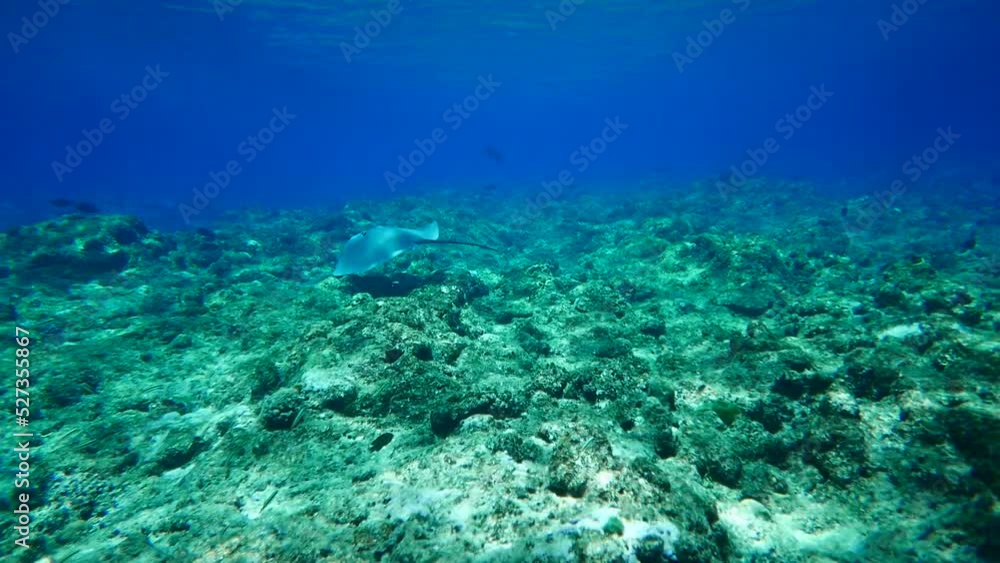 Scuba diving with Manta ray in Yap, Micronesia(Federated States of Micronesia) Scuba diving with Manta ray in Yap, Micronesia(Federated States of Micronesia)