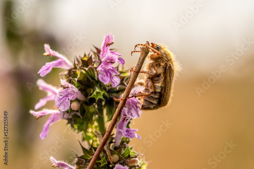 Slika na platnu cockchafer