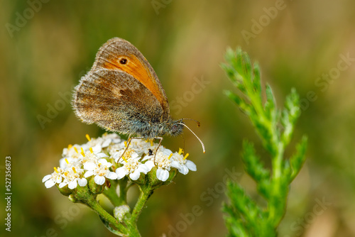 A little oxeye butterfly on a flower photo