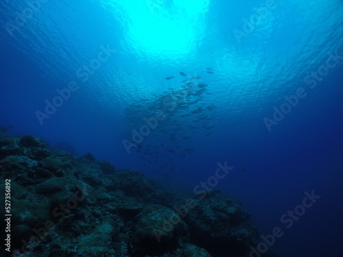 Scuba diving with Manta ray in Yap  Micronesia   Federated States of Micronesia   